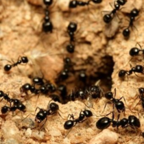 Mơ thấy kiến và những điềm báo trong tương lai