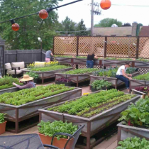 7 cách thiết kế vườn rau trên sân thượng đơn giản