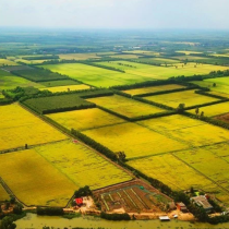 Đất sào là gì? Có nên mua đất sào hay không?