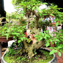 Trồng cây sung trong nhà có tốt không? Cây sung mang ý nghĩa phong thủy như thế nào?