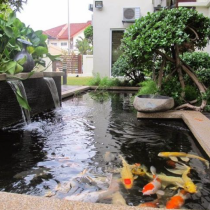 Hướng dẫn xây hồ cá xi măng, bể cả mini ngoài trời làm đẹp sân vườn