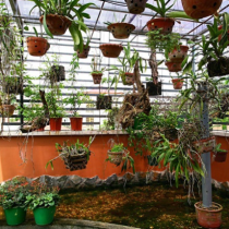 5 mẫu thiết kế vườn lan trên sân thượng đẹp mê mẩn