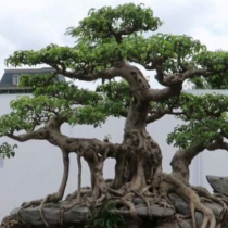 Cây Sanh: Đặc điểm, phân loại, cách chăm sóc đúng cách và ý nghĩa phong thủy cây sanh cảnh