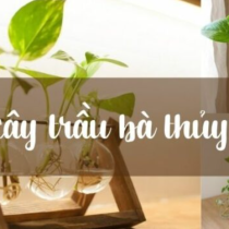 Cây trầu bà thủy sinh – Cách trồng và chăm sóc cực chuẩn