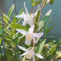 Lan bạch câu và 3 kỹ thuật trồng cây hiệu quả nhất!