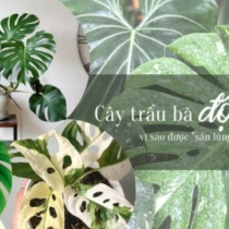 Cây trầu bà đột biến – vì sao được giới đại gia săn lùng?