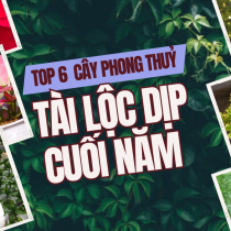 Top 6 cây phong thuỷ tài lộc nhất định phải trồng dịp cuối năm